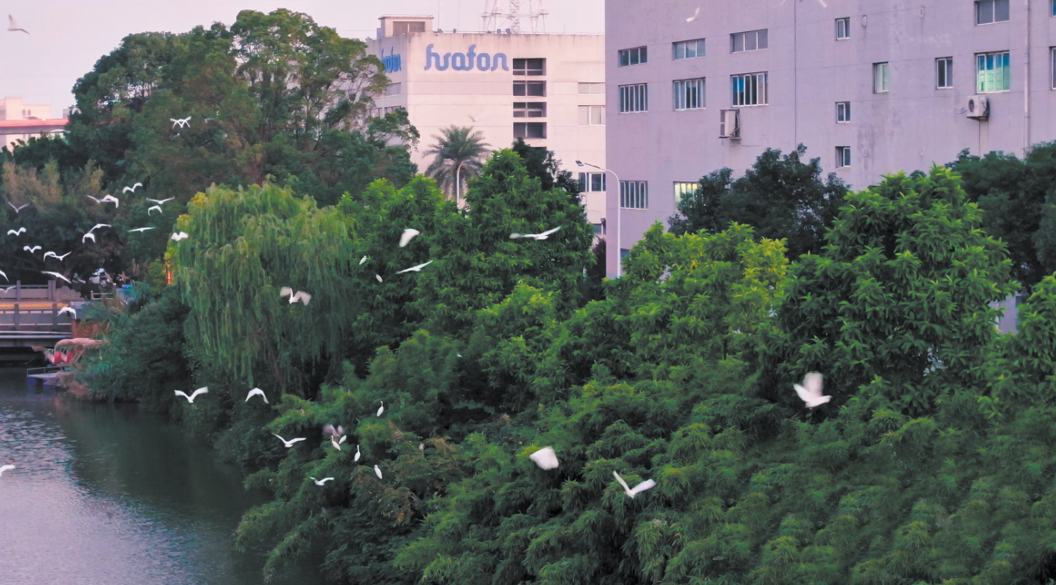 “金山银山”涌现“绿水青山”!华峰东山工业园:从养鱼到观鸟