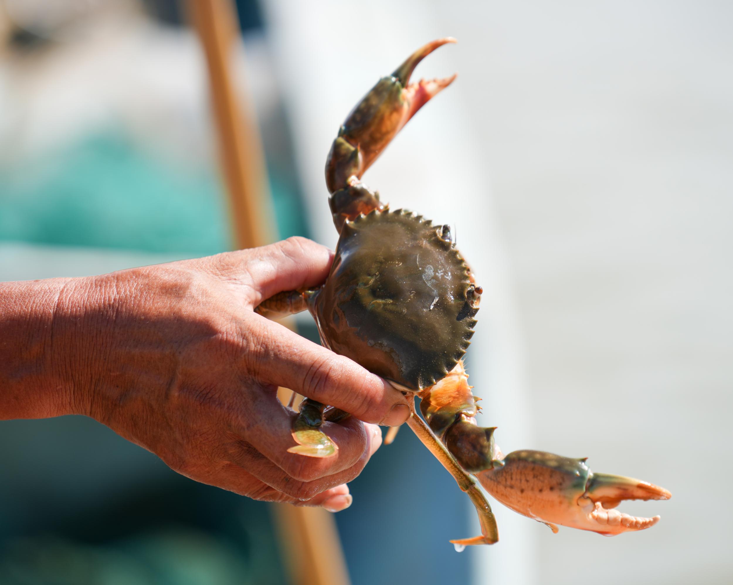 乐清青蟹、洞头紫菜入选全国名特优新农产品名录