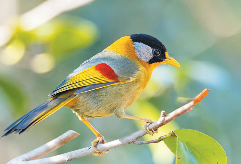 ���ޣ���ɽ��԰����һȺ��������