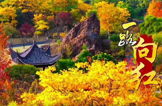 温州鹿城:一路向红