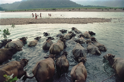 Ҷ�����Ϫ��Ӱ�����棺�������� ���ﳤ��