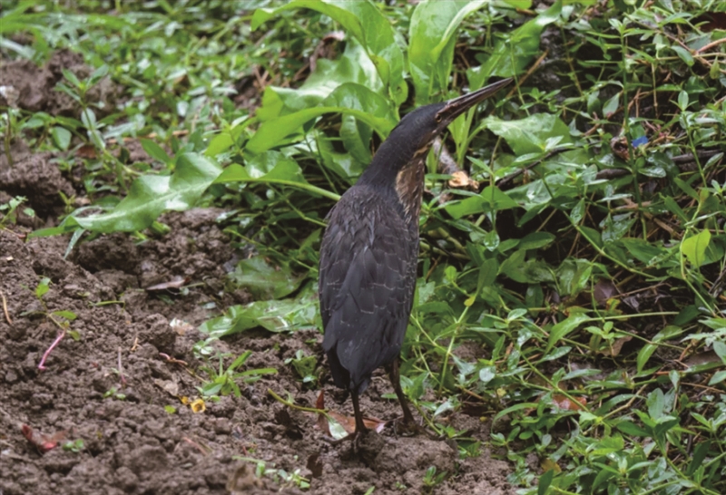 “鸟中长颈鹿”首现永嘉