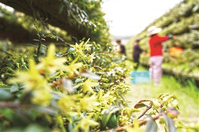 ���㿵���г�������ױƷ�� �²���ҩ��������;