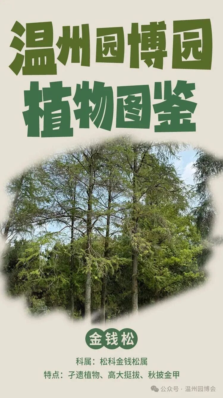 温州园博园植物图鉴丨自带 “黄金叶” ，不仅好看还浑身是宝