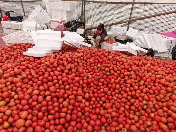 ���ѡ��ƽ����顱���� ����ũ��æ����Ӧ���г��ȳ�