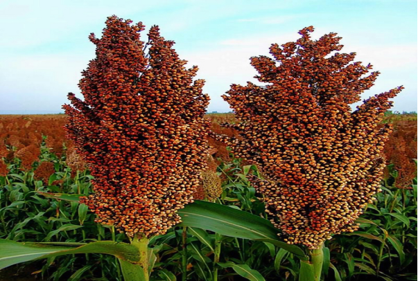 ��������ֲ����ȡ����� ���ݻ�ױƷ��ԭ���з�����ȫʡ