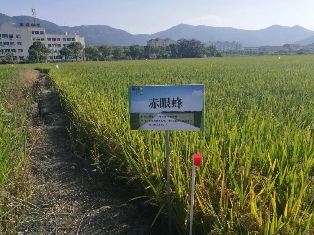 ����Ψһ��ƽ��ˮ����ɫ������ѡȫ�����㰸��