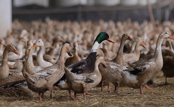 �����𰲣������Ѽ�� ��̬ѭ��������