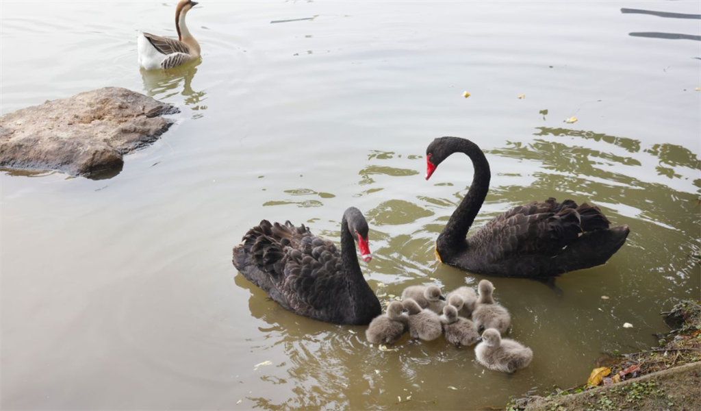 �ɽ��԰������������18ֻС�ȱ�