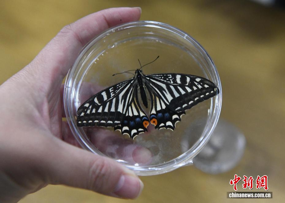“太空蝴蝶”破蛹飞翔!重庆大学太空生命试验取得新进展