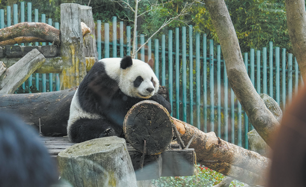 ��ߣ����ʽ�����ӡ�ѩ���ﻶ�ڴ��������ԡ��������á��ȷ���