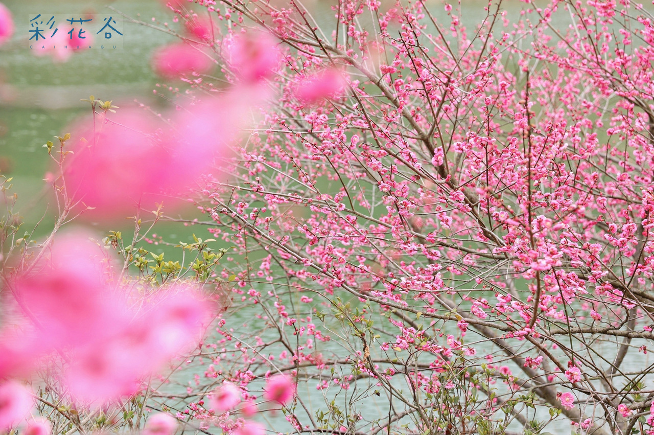 �Ϫ�����������ɽ��Ȫ����ζ�ȼ�������