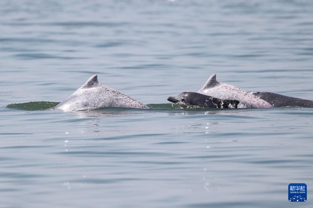 ������Ա�ں��ϵ����Ϻ���Ŀ���������л��׺���