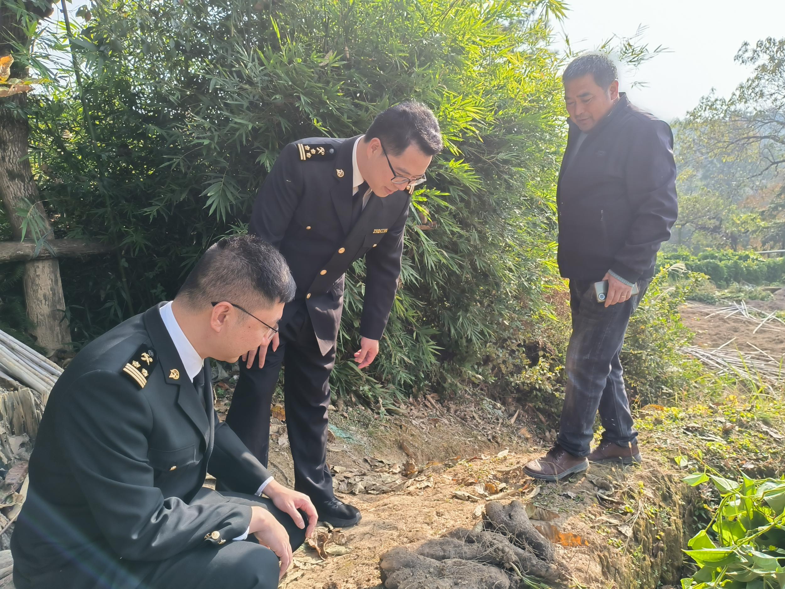 �ĳ��䶳Ŵ��ɽҩ�׳����ţ�ߵ��ŷ���г�����