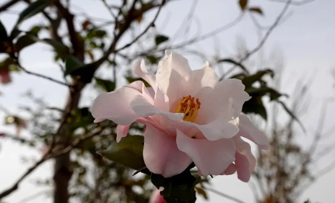 һ���Ʋ裬�춨����ɽ�軨�����λ