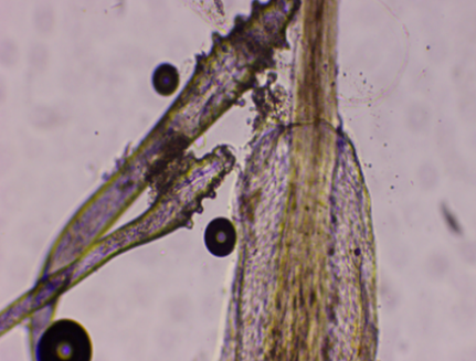 ��������NO.624ح�ܶ����Ŷ��ֽ�ë����һ���ܺ��߳�����