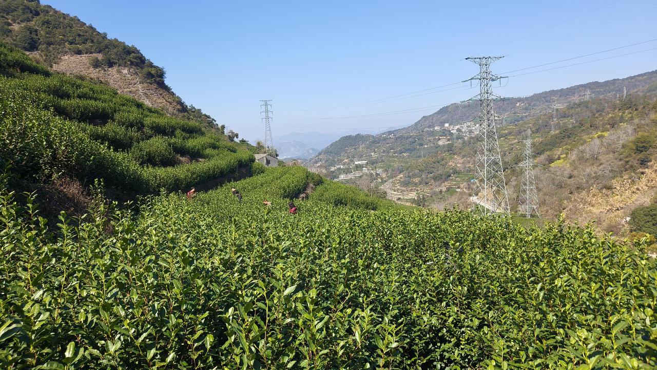 永嘉乌牛早将迎大面积开采!早茶售价每斤2800元