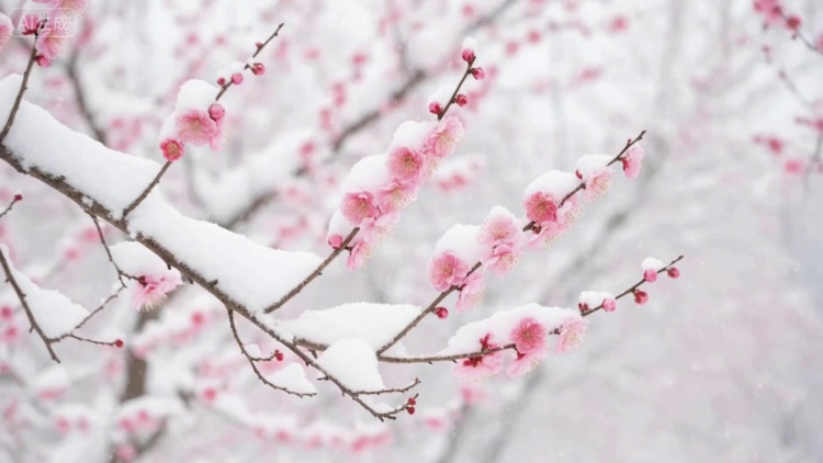 AI��Ƶ��������������$