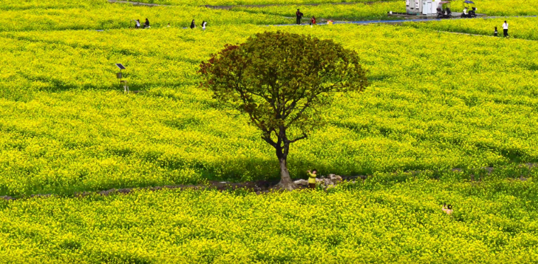 被这棵“孤独的树”和花海治愈了!温州踏春好去处