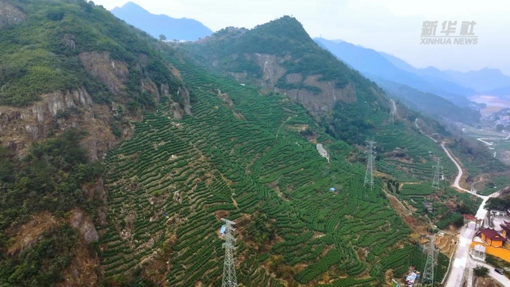 浙江温州:护航乌牛早茶生产 点亮乡村共富路