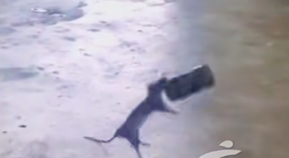 健康真相NO.639丨23岁男子嘴对嘴喝易拉罐饮料,不幸感染鼠尿病去世