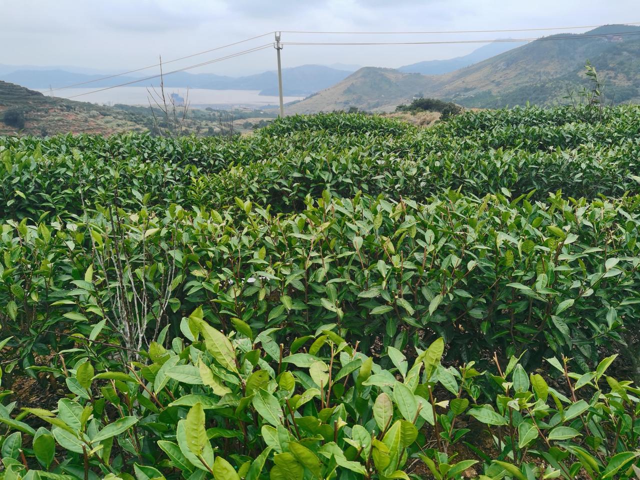 ȫ����Ĩ��磬��������ܷ��ܽ���������