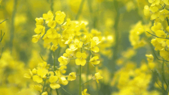 ������������������������ʪ��ӭ���������ƽ𼾽ڡ�