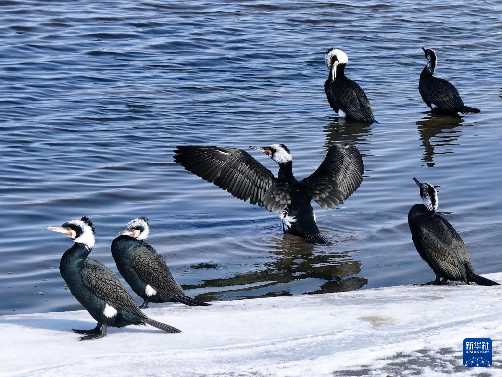 ���������ͷ���ӡ��ɵֺ�����