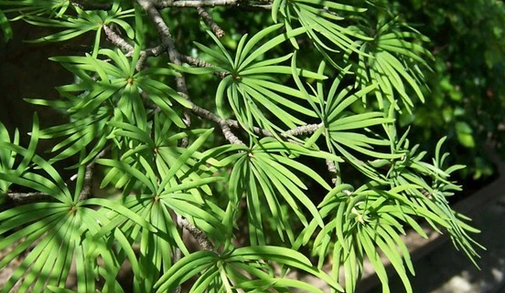 �������԰����һ�����⡰���� ��ϡ��Σֲ�����ɽ������������