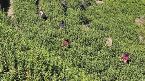 �������Σ���ţ����ơ�Ȧ�����ء�Ȧ��