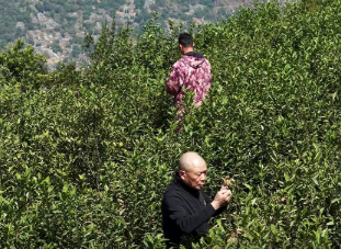 明前头茬“鲜”! 温州瓯海黄叶早开采
