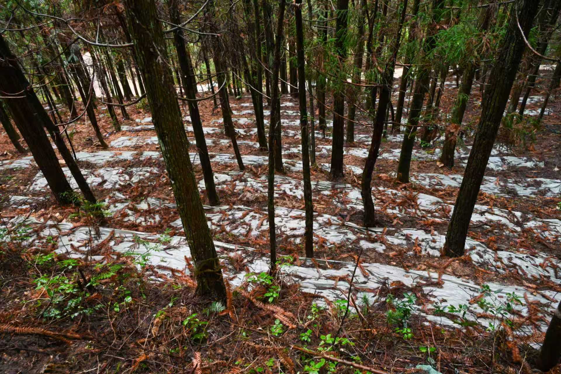 �����ĳɣ������ô����� �Ƽ����������