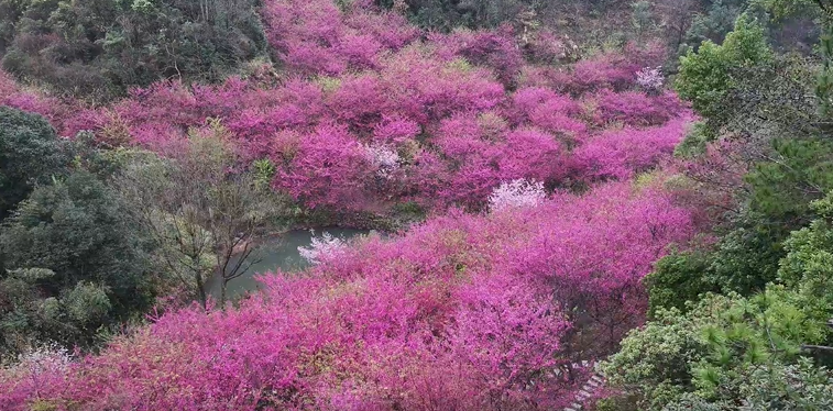 温州乐清:桐阳红叶园樱花季 一秒坠入粉色海洋