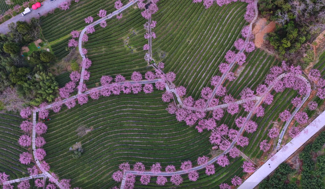 温州乐清:茶绿樱红醉春风