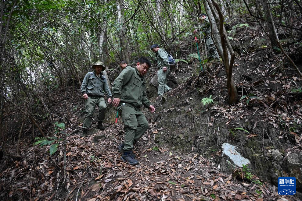 ����ɭ����ǰ �������뻤��ԱȥѲɽ