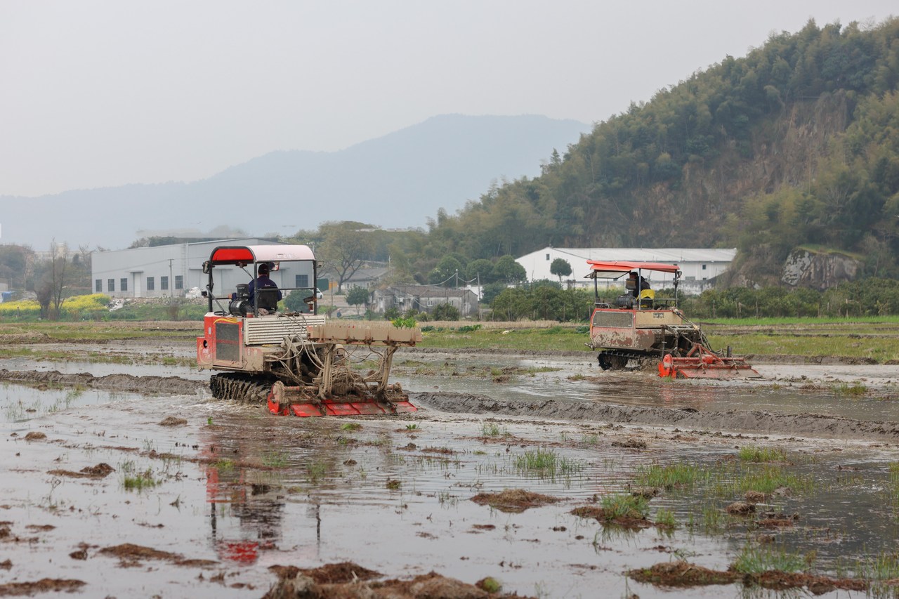 平阳大上林垟抱团“慧种田”