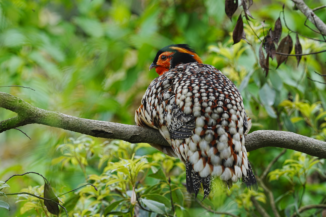 74.9%森林覆盖率的泰顺,这样守护鸟类家园