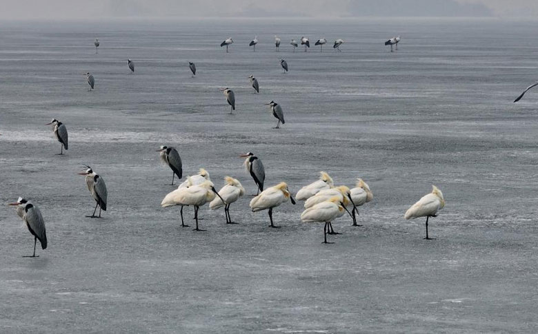 �ɻ����Ϻ���ӭ��