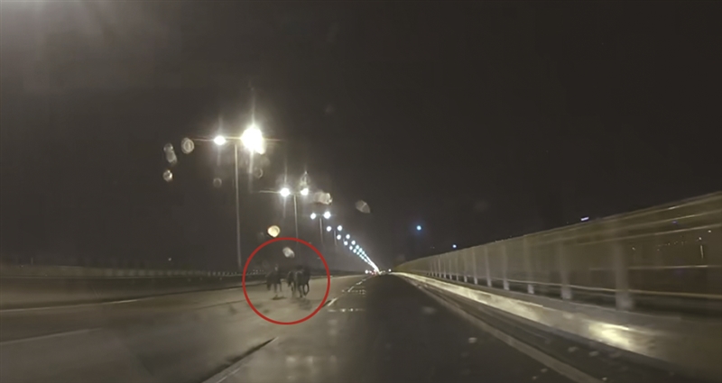 七都大桥雨夜惊现三匹黑马狂奔