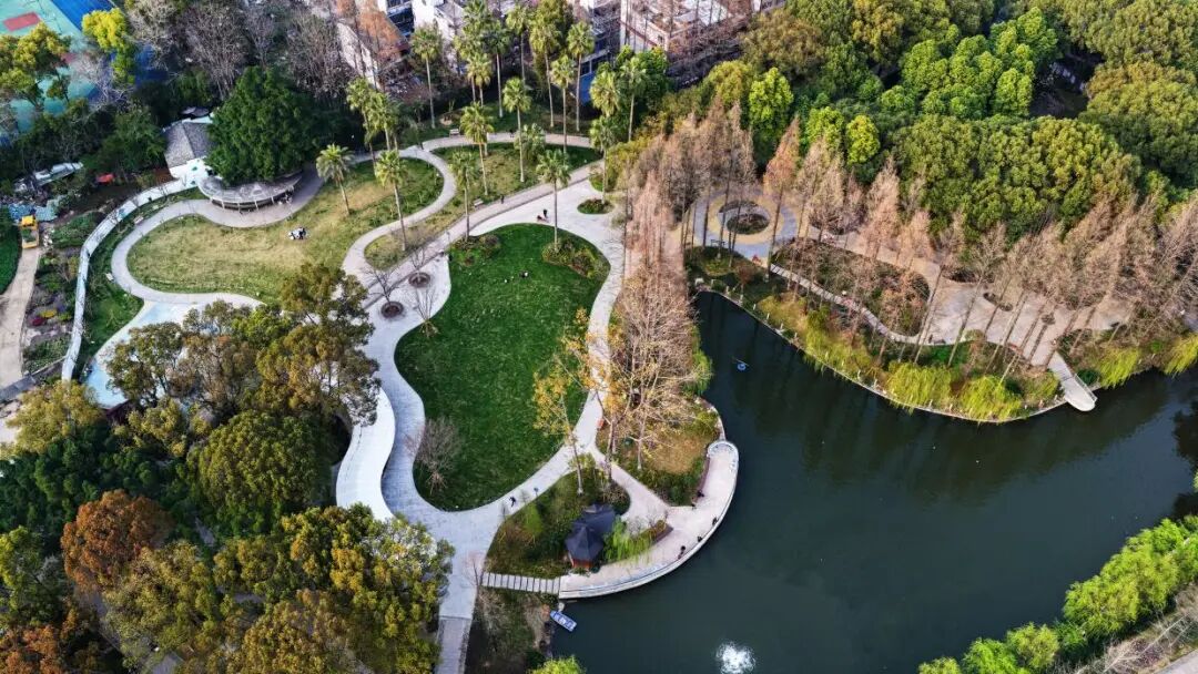 废弃游乐场的“逆袭” 马鞍池公园里藏着一片“杉林野趣”