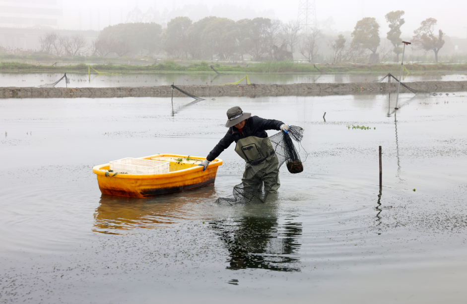 “夜宵顶流”来啦!温州本土小龙虾抢“鲜”上市!