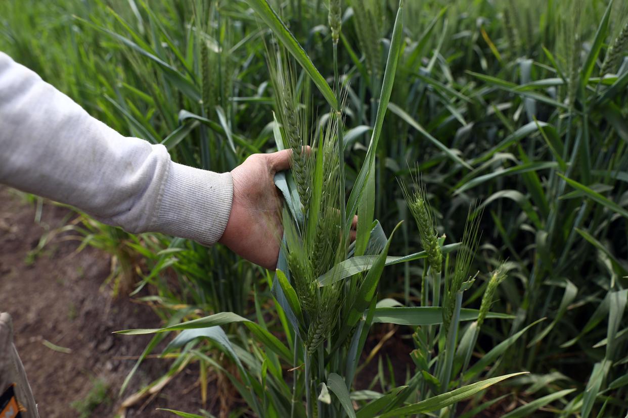 世贸组织官员:中东战事波及全球粮食安全