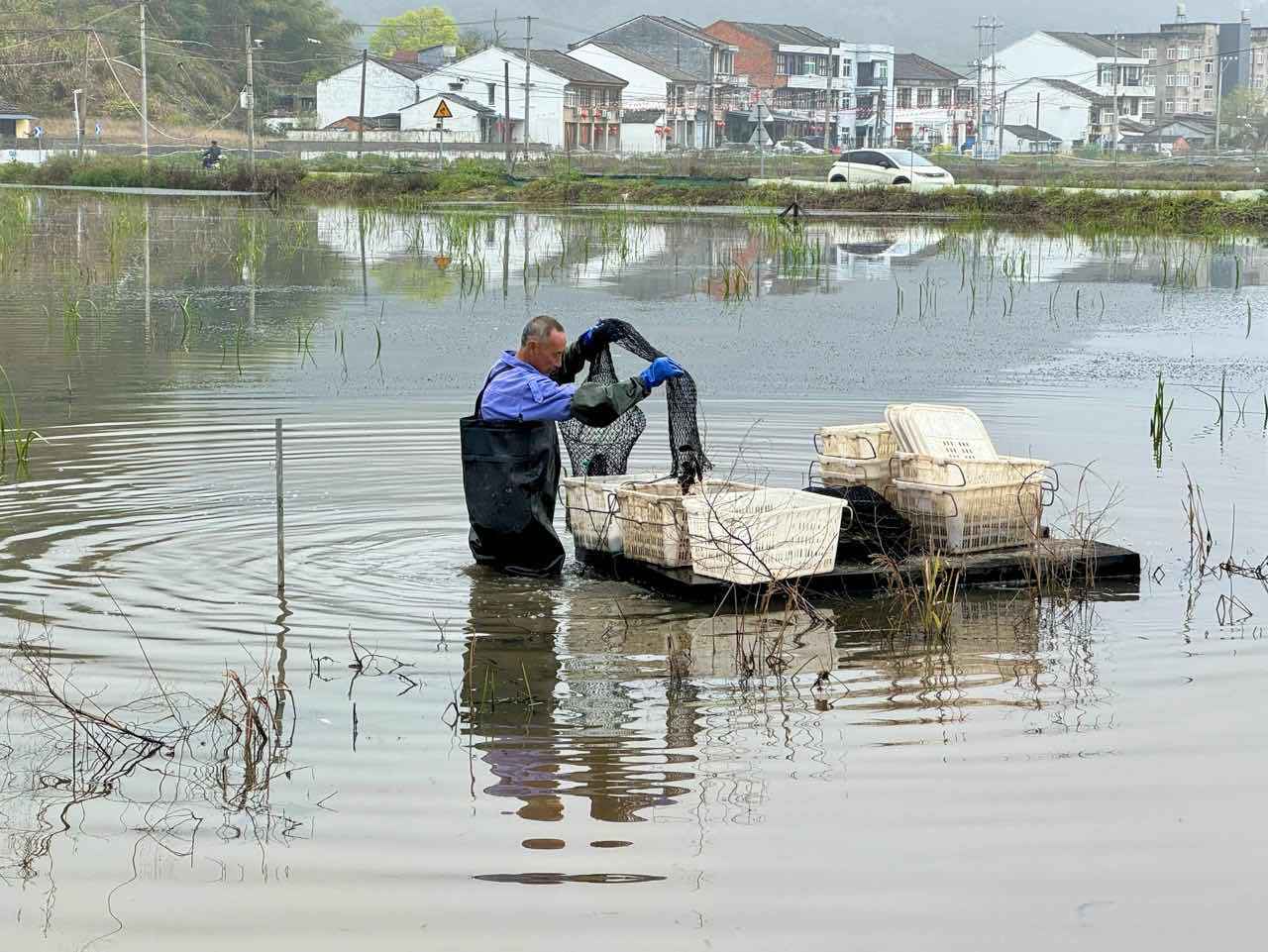 稻虾共生春满田!平阳本土小龙虾抢“鲜”上市