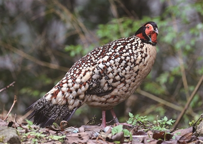 �������룬�������С�����è�����ճ�