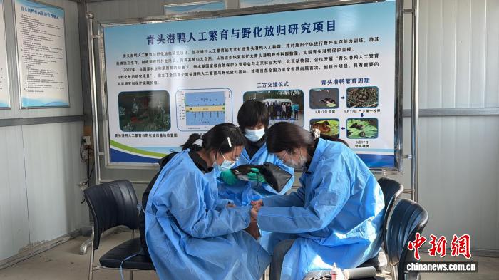 ȫ���״Σ�12ֻ��Ȼ����Ұ����ͷǱѼ�ںӱ���ˮ���ŷ�