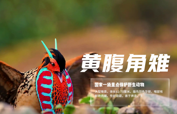 ���Ĵ����㡤���ݣ���ɫ�ִ�̩˳����