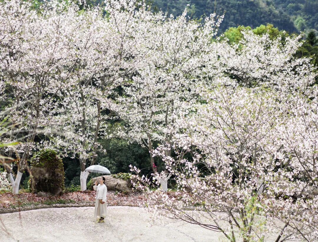 ��ֹ��ۼ��ˣ�����ӣ��԰���а�ɫӣ��������ʢ���ڣ�