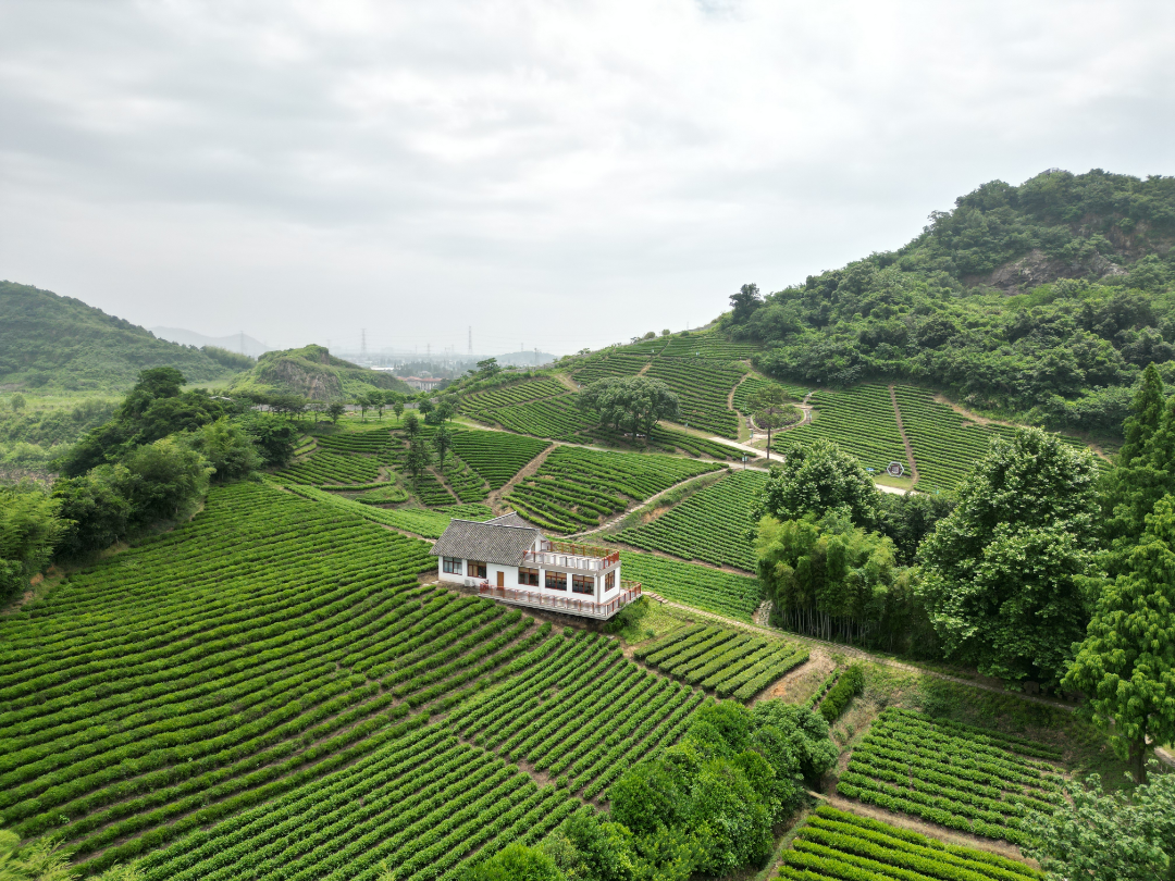 �㽭����ʵ��ʡ���Ҷ����Ʒ��ȫ����