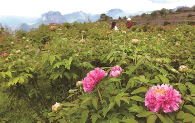 ����ɽˮ�ع�ɫ ����̤������ʱ