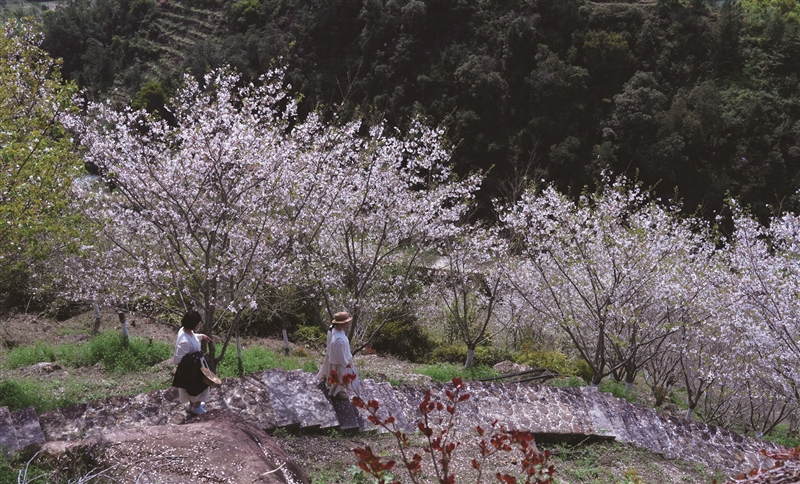 ����ӣ��԰����ɽʮ��ɻ��� �Ի�Ϊý��԰��ҵ